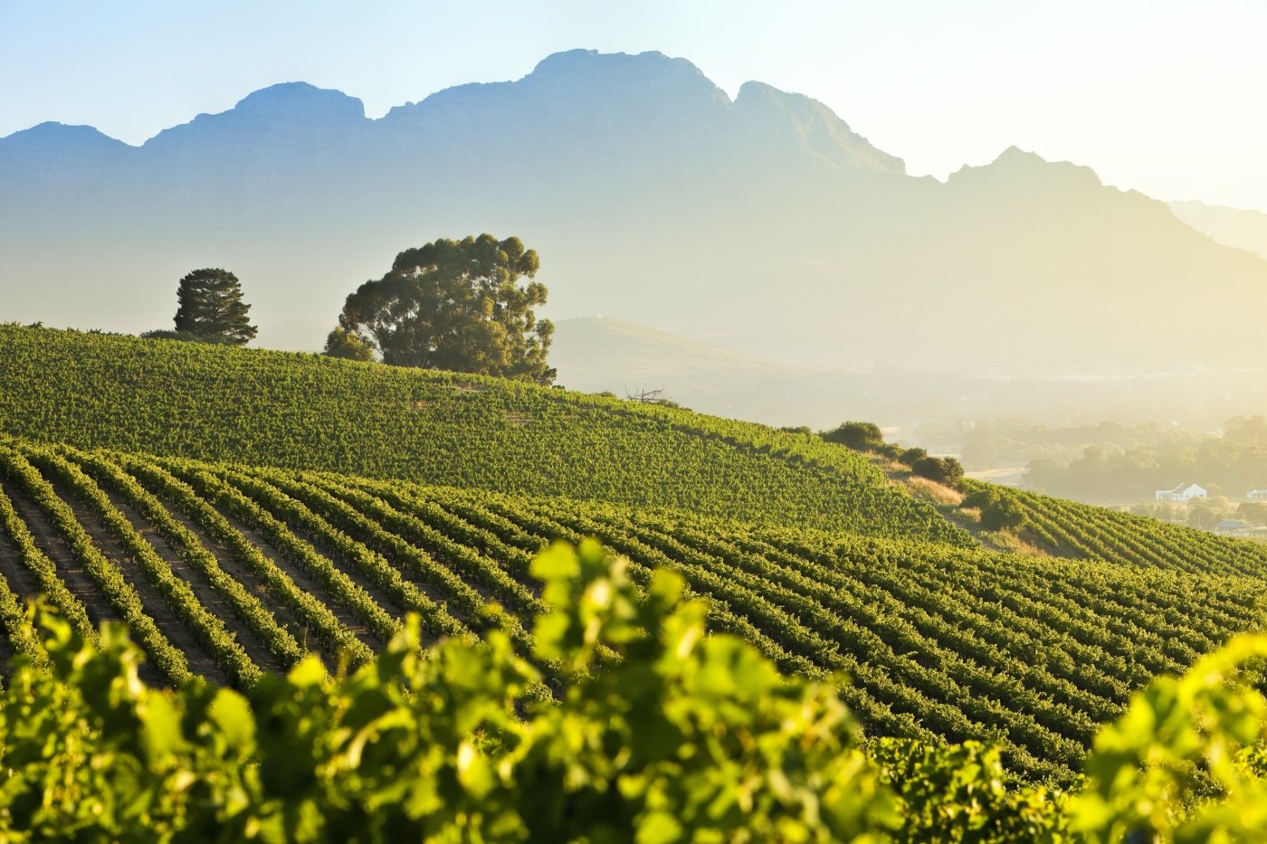 south africa wine tasting - Wine Paths